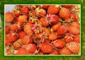 WildStrawberriesatHalcyonHeights