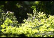 IMG02920000wtmk