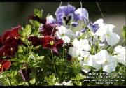 IMG03030000wtmk