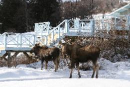 IMG1028deckmoose