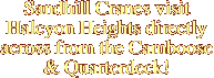 Sandhill Cranes visit Halcyon Heights